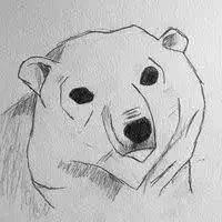 Pencil sketch of a polar bear head