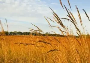 Golden field with tall grass